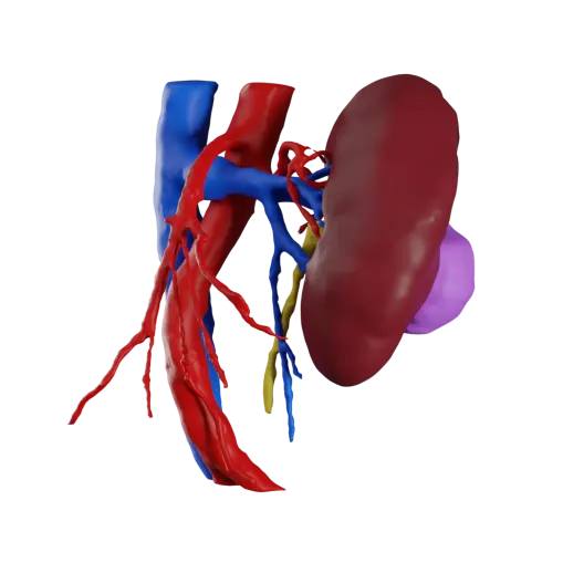 AI-Powered Annotation for Medical Imaging